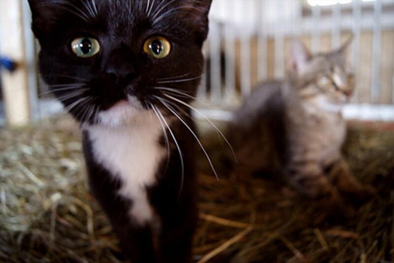 Black and White Kitten — Calm, Photograph, Hay