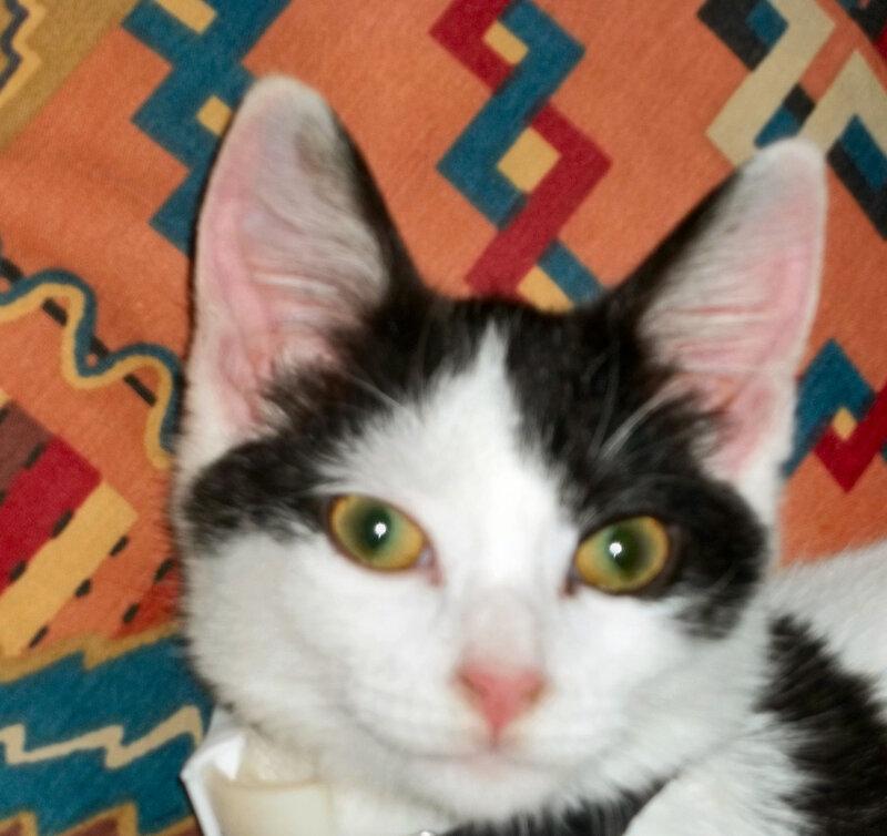 Black and White Kitten — Calm, Photograph, Patterned Fabric