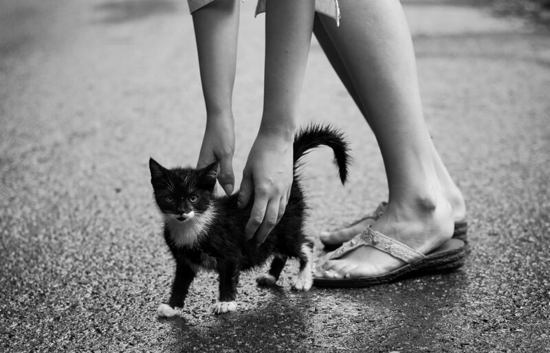 Black and White Kitten — Calm, Photograph, Person