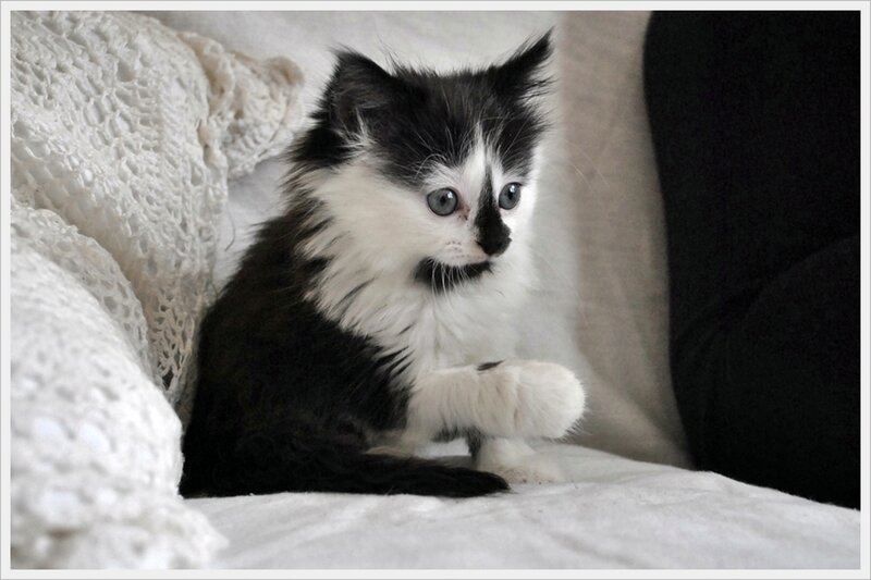 Black and White Kitten — Calm, Photograph, Pillow
