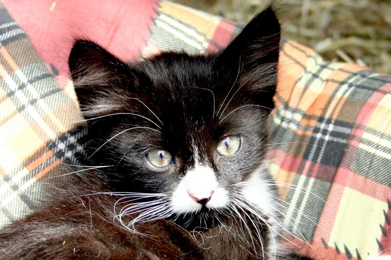 Black and White Kitten — Calm, Photograph, Plaid Blanket