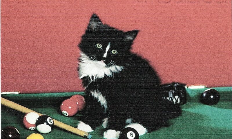 Black and White Kitten — Calm, Photograph, Pool Balls