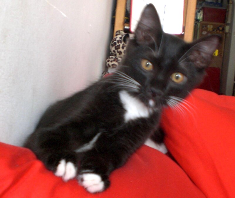 Black and White Kitten — Calm, Photograph, Red Fabric