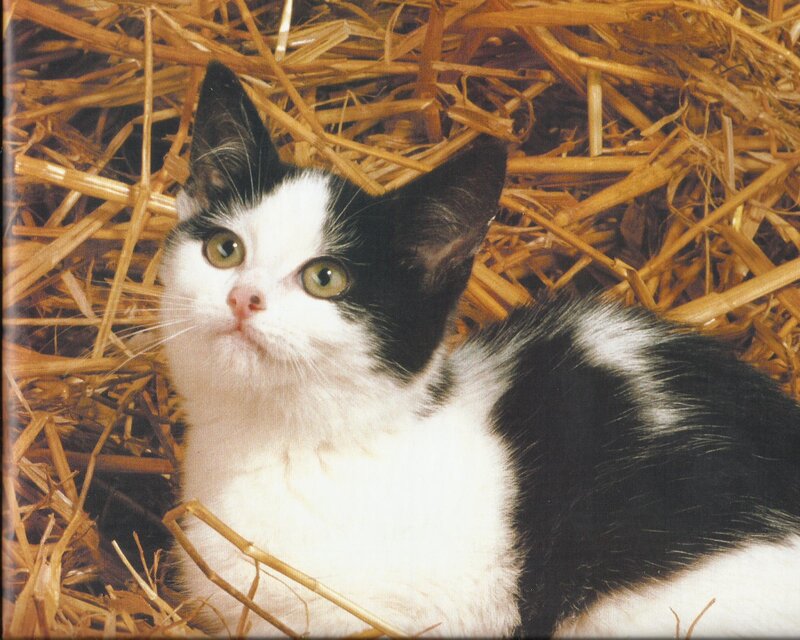 Black and White Kitten — Calm, Photograph, Straw
