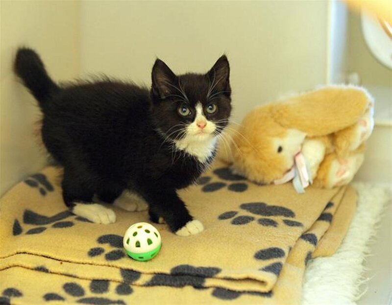 Black and White Kitten — Calm, Photograph, Stuffed Rabbit