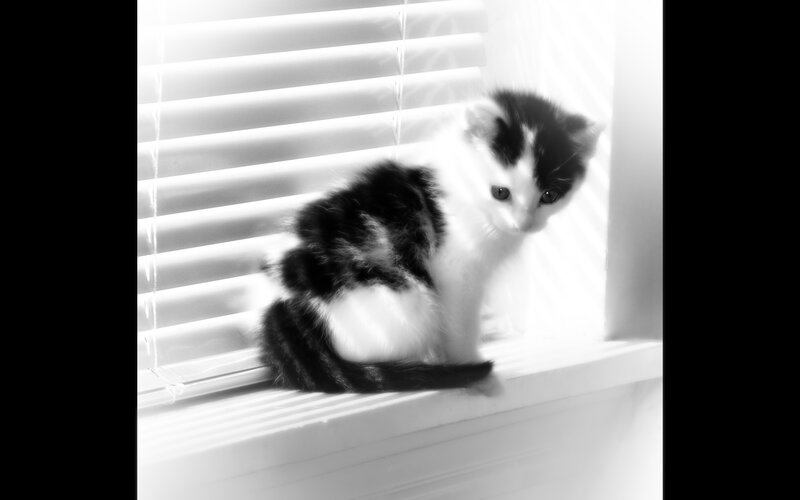 Black and White Kitten — Calm, Photograph