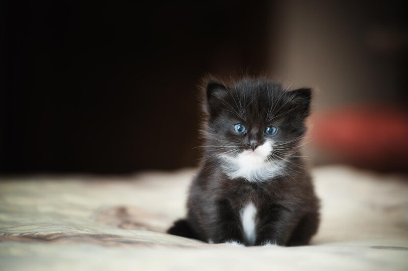 Black and White Kitten — Calm, Photograph, Whiskers, Blue Eyes