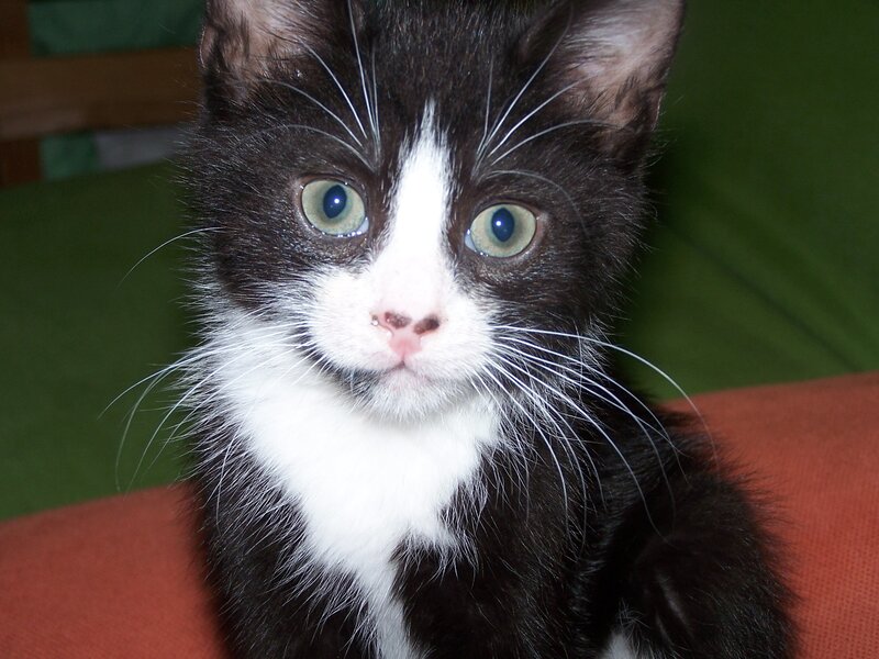 Black and White Kitten — Calm, Photograph, Whiskers, Green Background