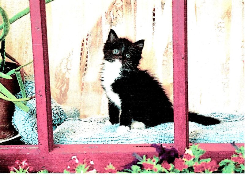 Black and White Kitten — Calm, Photograph, Window Frame