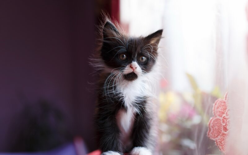 Black and White Kitten — Calm, Photograph, Window