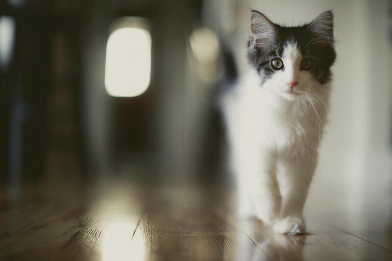 Black and White Kitten — Calm, Photograph, Wooden Floor