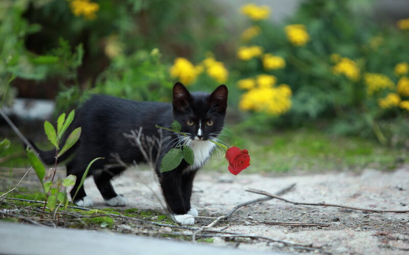 Black and White Kitten — Calm, Spring, Photograph, Rose