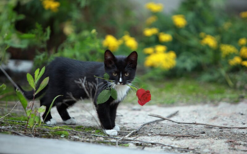 Black and White Kitten — Calm, Spring, Photograph, Rose, Yellow Flowers