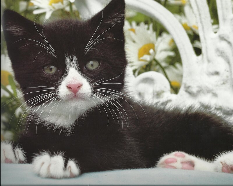 Black and White Kitten — Calm, Spring, Photograph