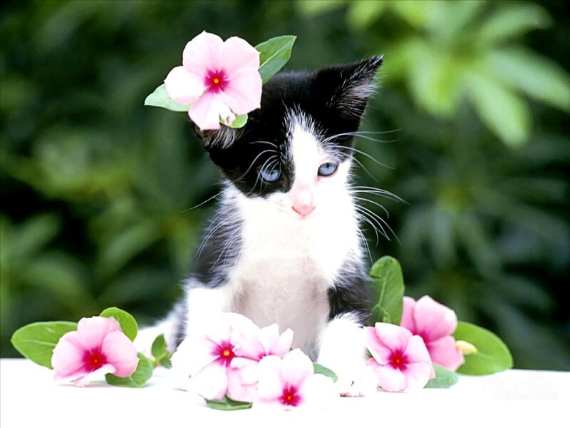 Black and White Kitten — Calm, Spring