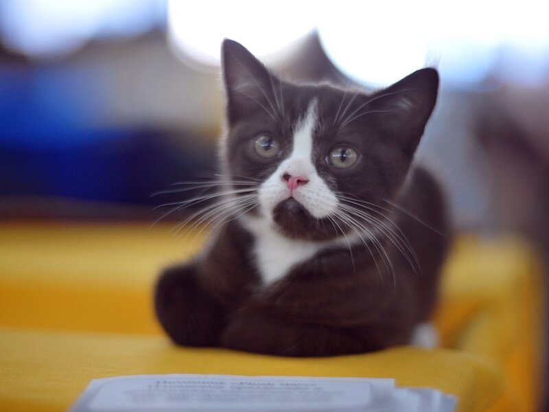 Black and White Kitten — Calm