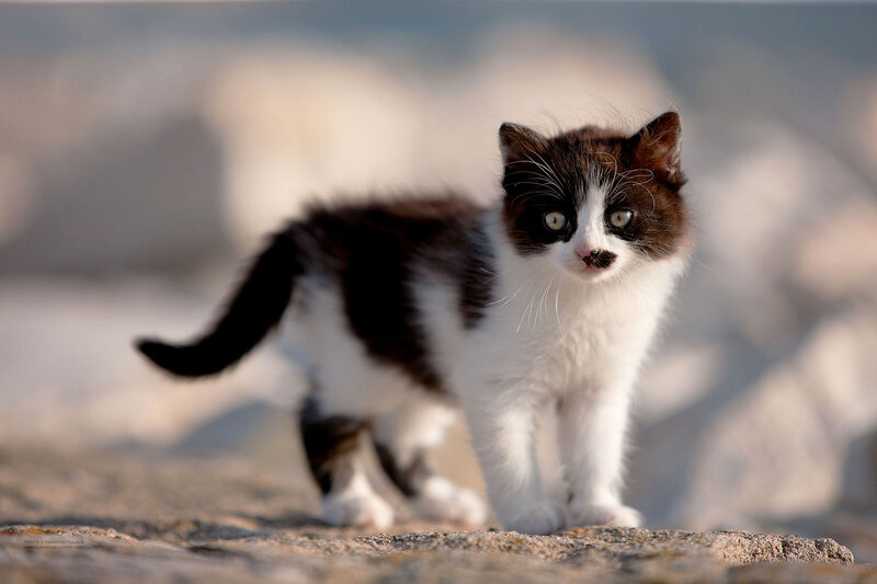 Black and White Kitten — Curious, Afternoon, Photograph, Cat
