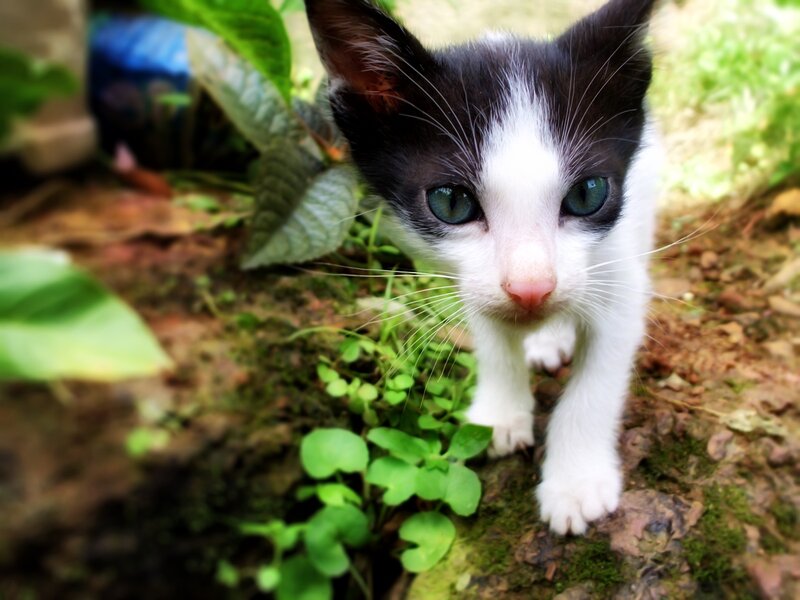 Black and White Kitten — Curious, Afternoon, Photograph, Green Leaves