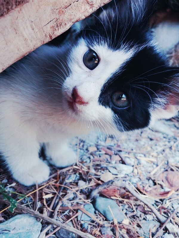 Black and White Kitten — Curious, Afternoon, Photograph, Log