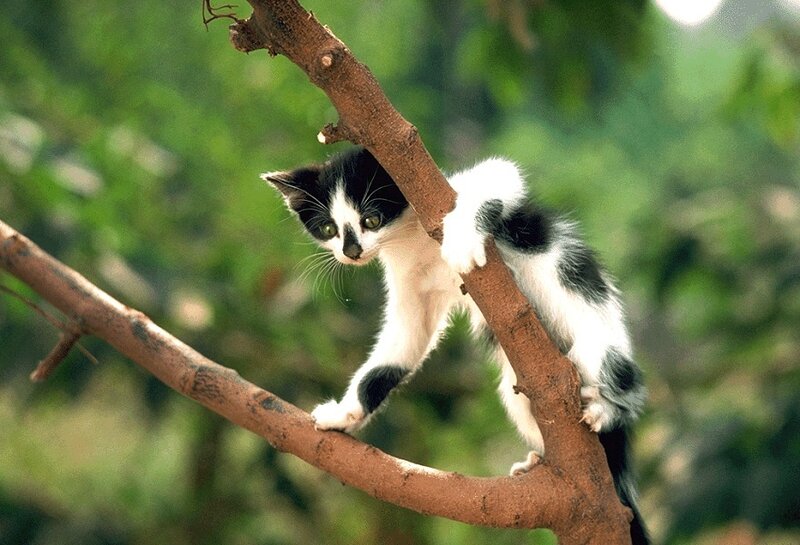 Black and White Kitten — Curious, Afternoon, Photograph