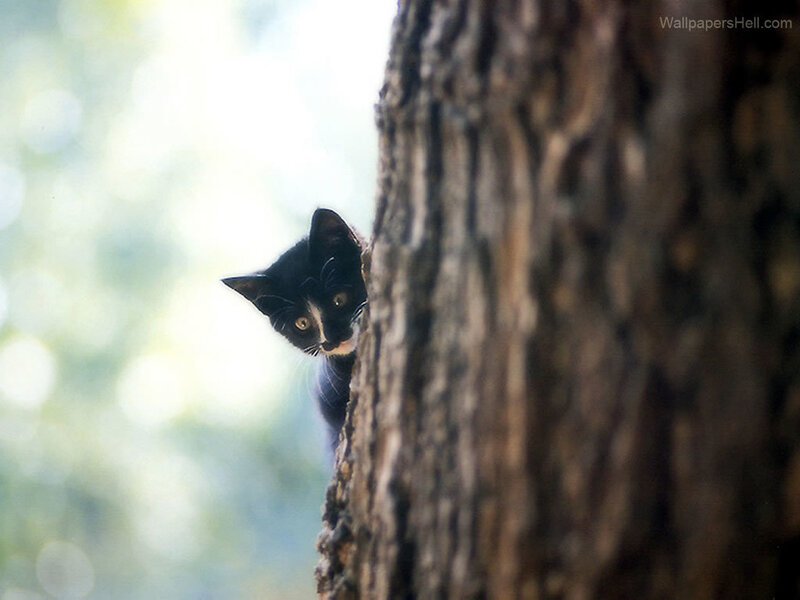 Black and White Kitten — Curious, Afternoon, Photograph, Tree, Forest