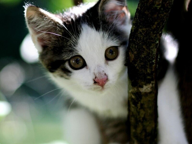 Black and White Kitten — Curious, Afternoon, Photograph, Tree, Greenery