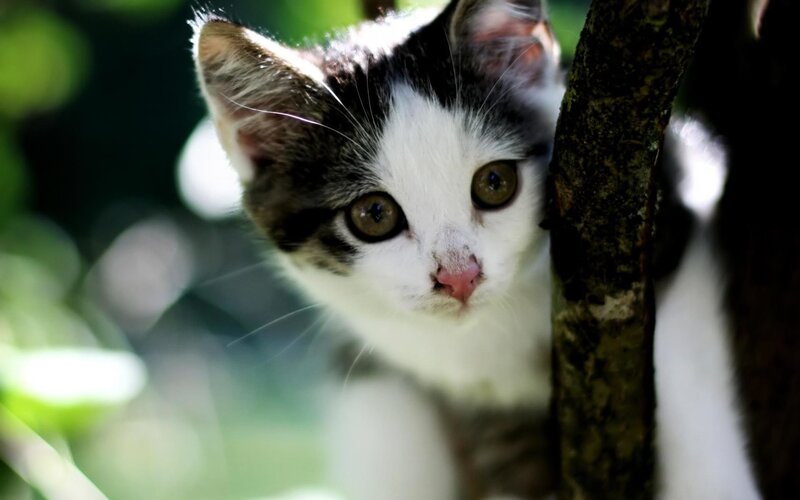 Black and White Kitten — Curious, Afternoon, Photograph, Tree