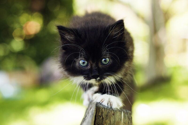 Black and White Kitten — Curious, Afternoon, Photograph, Wooden Post