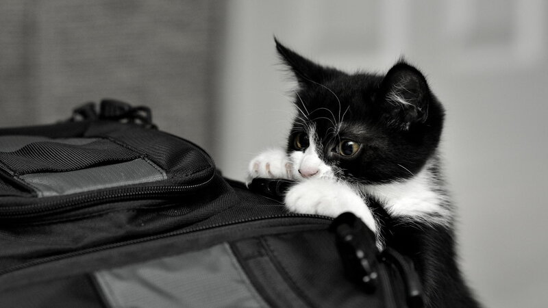 Black and White Kitten — Curious, Photograph, Backpack