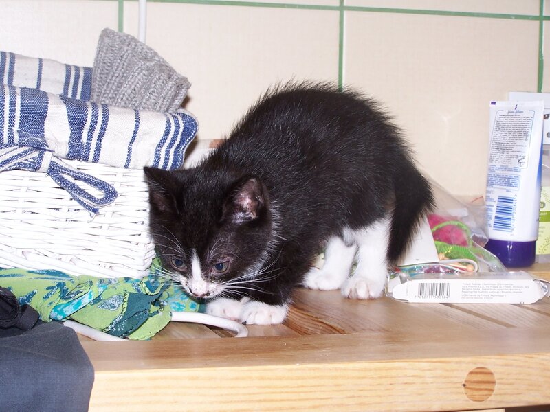 Black and White Kitten — Curious, Photograph, Basket