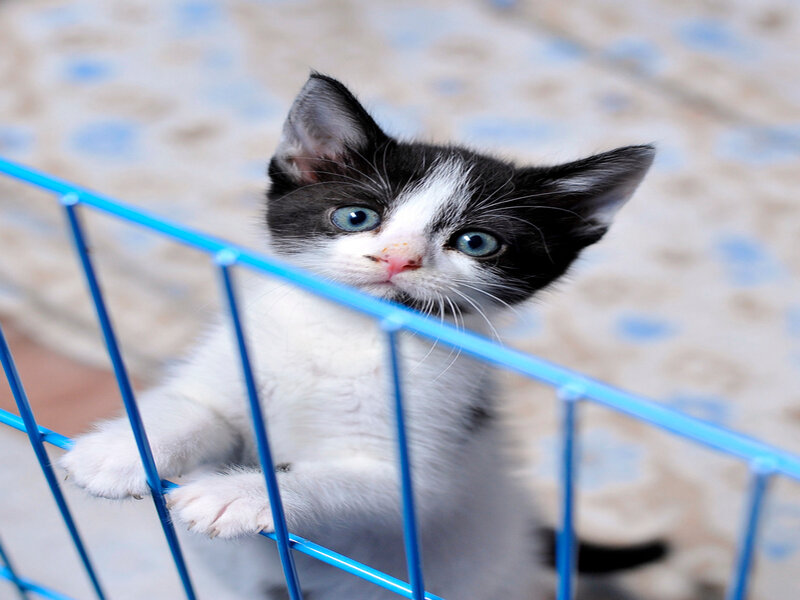 Black and White Kitten — Curious, Photograph, Blue Cage