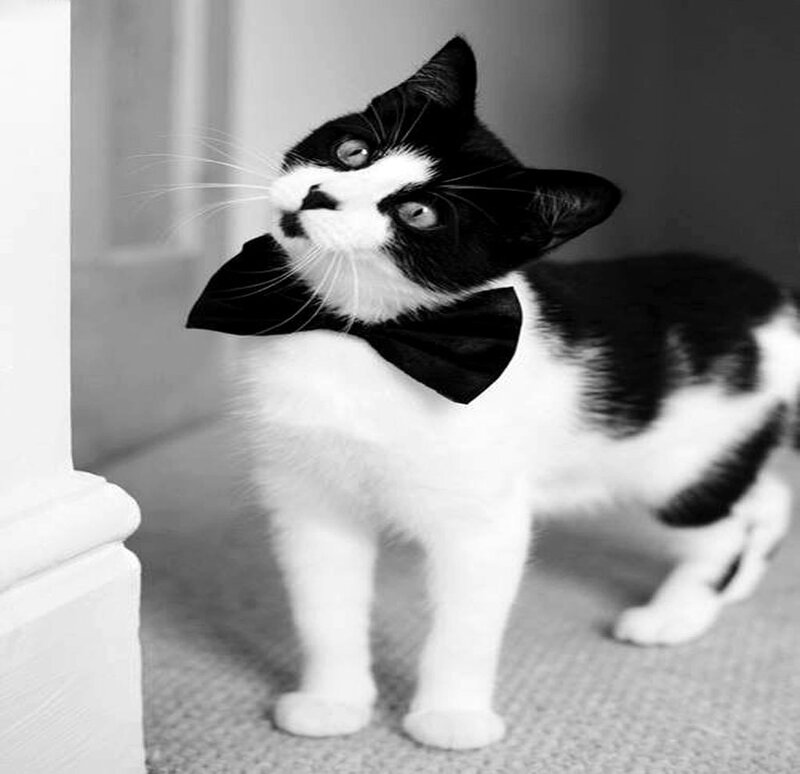 Black and White Kitten — Curious, Photograph, Bow Tie