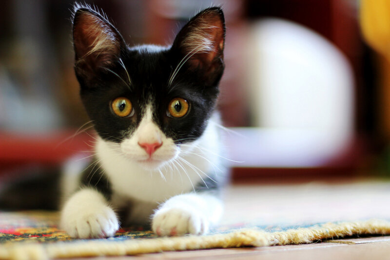 Black and White Kitten — Curious, Photograph, Carpet