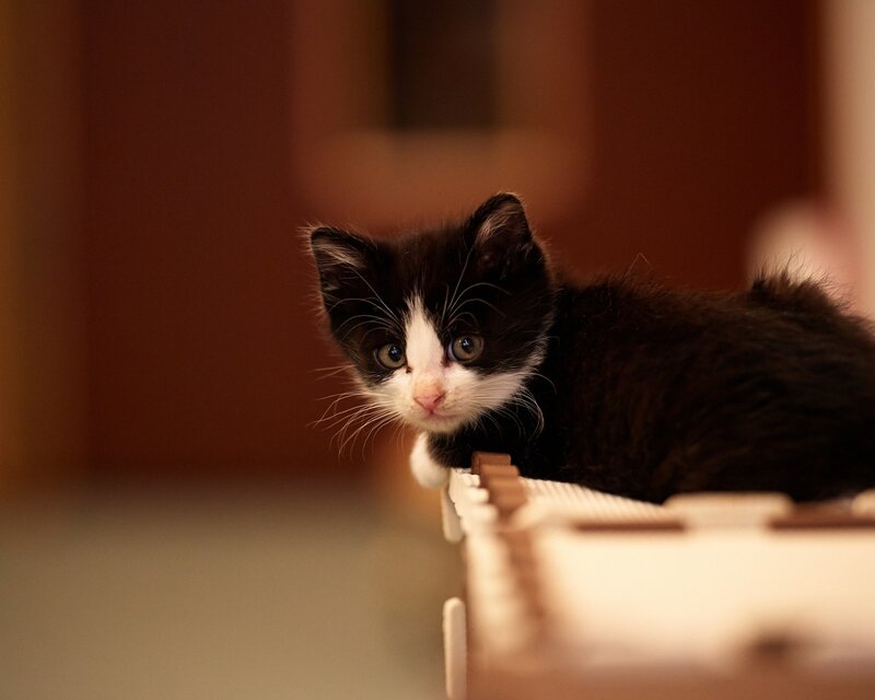 Black and White Kitten — Curious, Photograph, Cat, Furniture