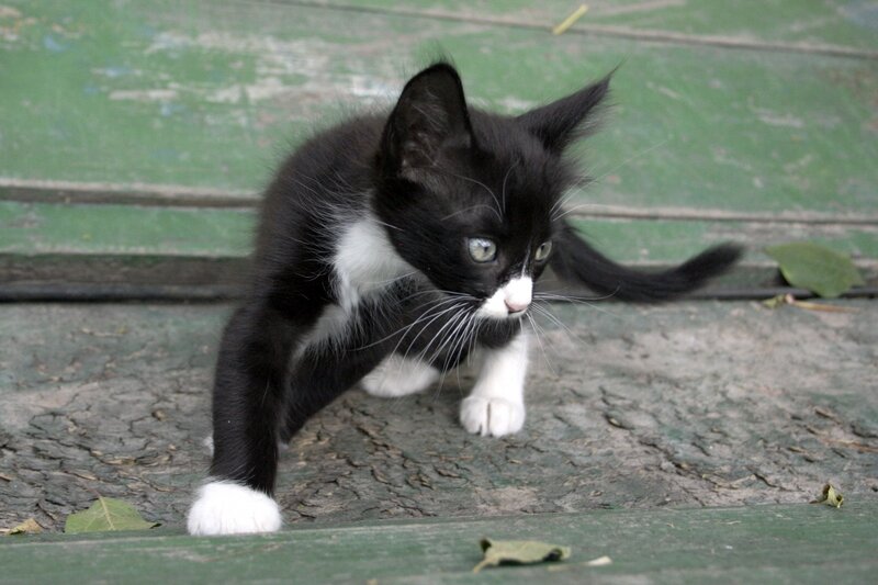 Black and White Kitten — Curious, Photograph, Green Surface