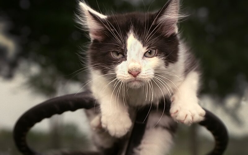 Black and White Kitten — Curious, Photograph, Handle