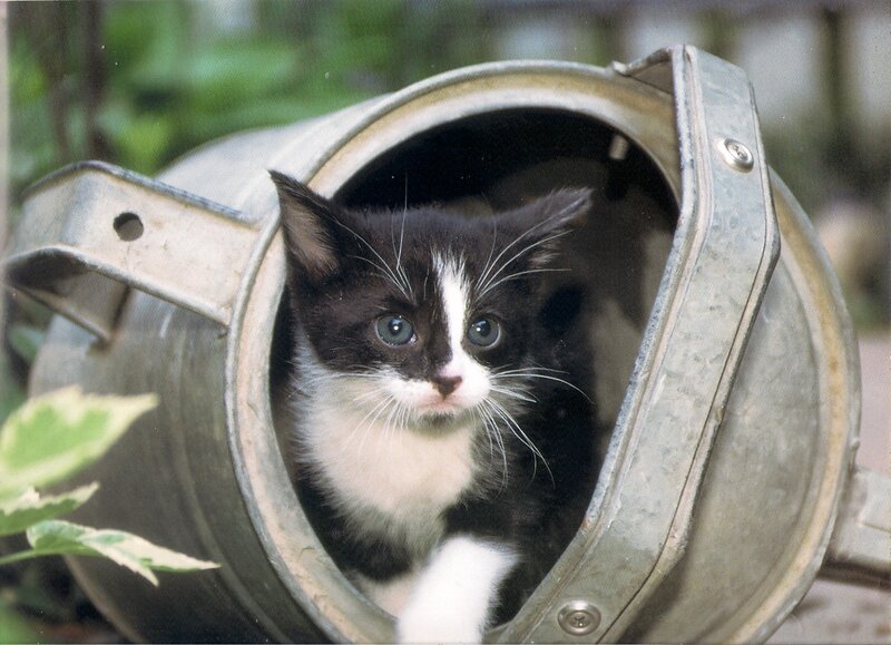 Black and White Kitten — Curious, Photograph, Metal Container
