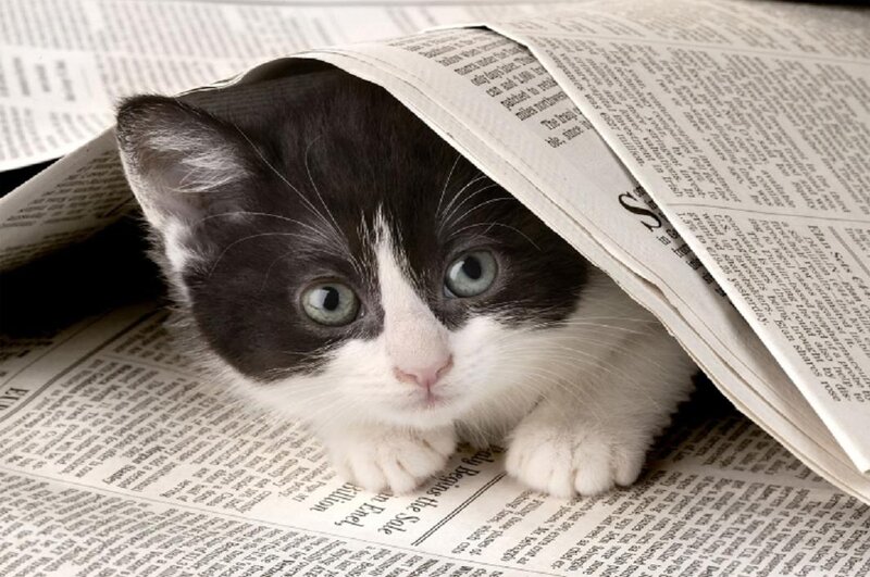 Black and White Kitten — Curious, Photograph, Newspaper