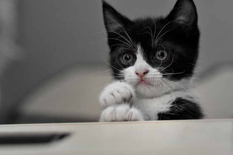 Black and White Kitten — Curious, Photograph, Paws