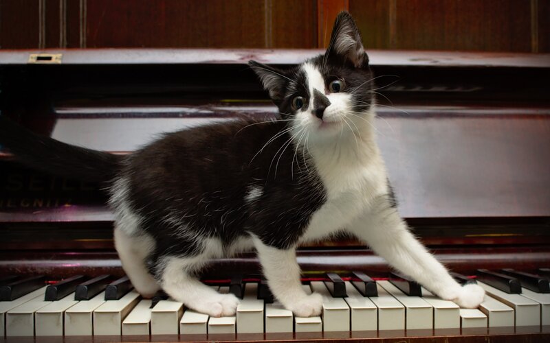 Black and White Kitten — Curious, Photograph, Piano, Keys