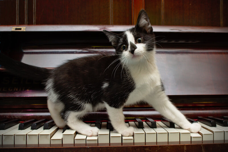 Black and White Kitten — Curious, Photograph, Piano