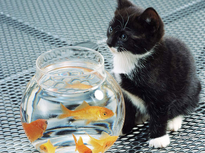 Black and White Kitten — Curious, Photograph