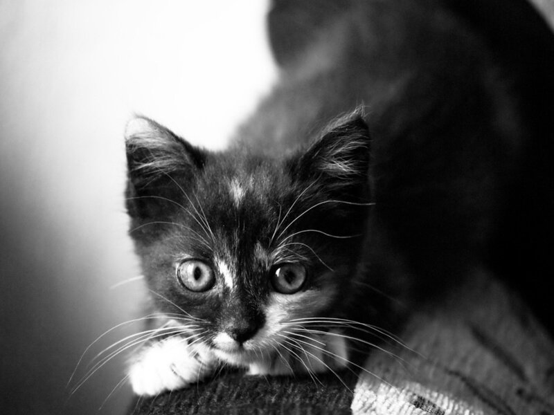 Black and White Kitten — Curious, Photograph, Whiskers, Eyes