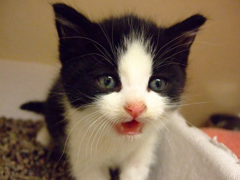 Black and White Kitten — Curious, Photograph, Whiskers, Green Eyes