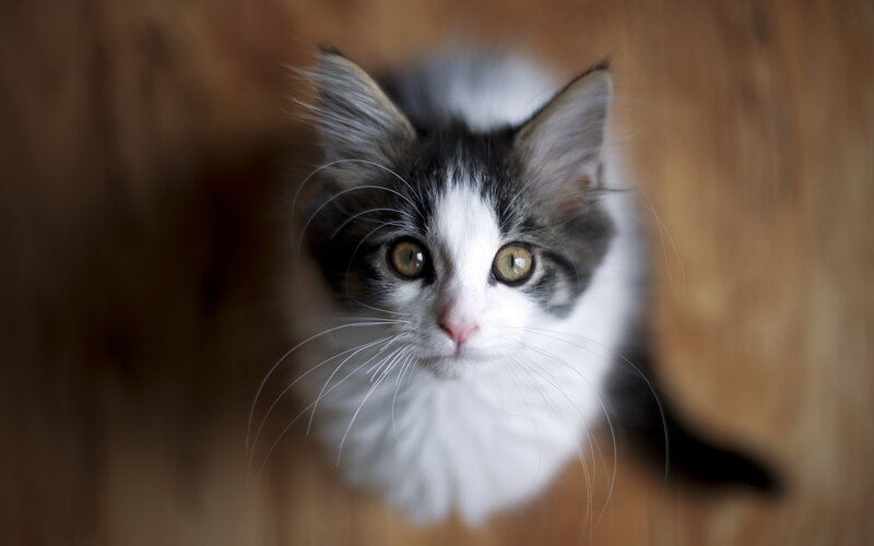 Black and White Kitten — Curious, Photograph, Whiskers, Wood Floor