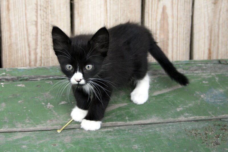 Black and White Kitten — Curious, Photograph, Wooden Fence