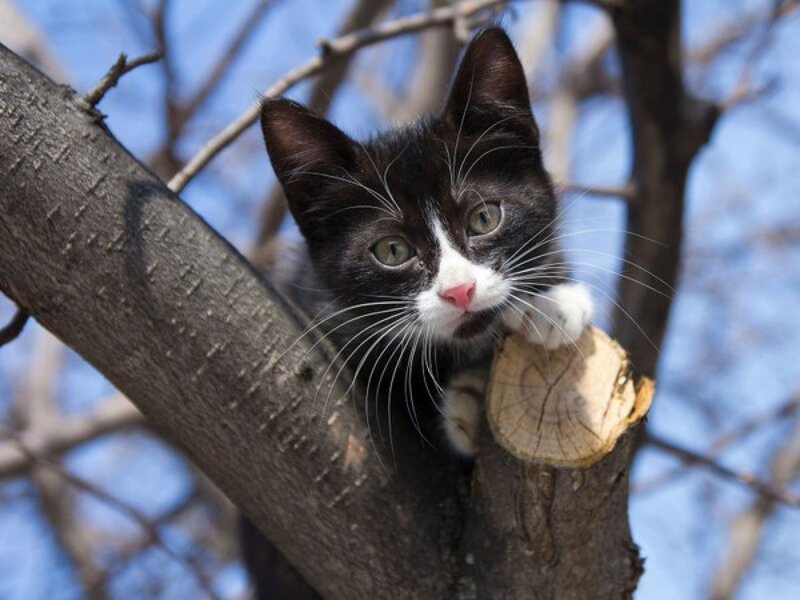 Black and White Kitten — Curious, Spring, Photograph