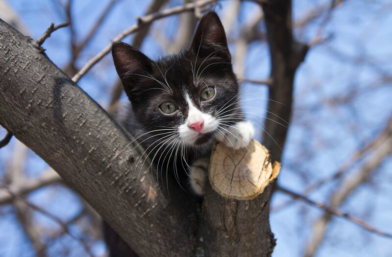 Black and White Kitten — Curious, Spring