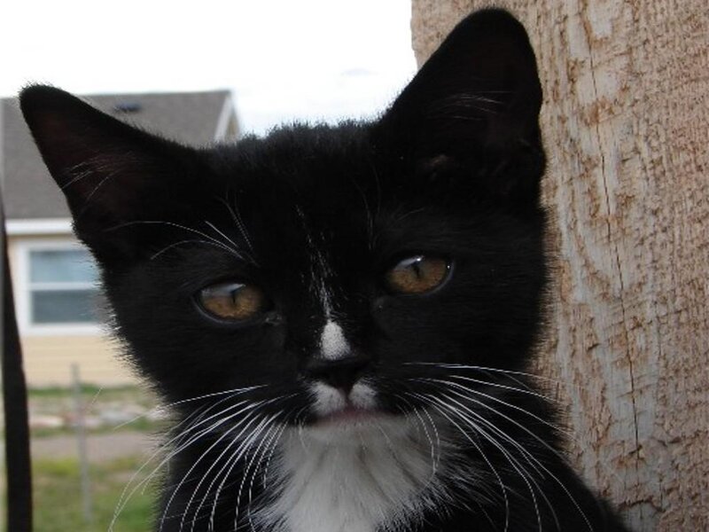 Black and White Kitten — Curious