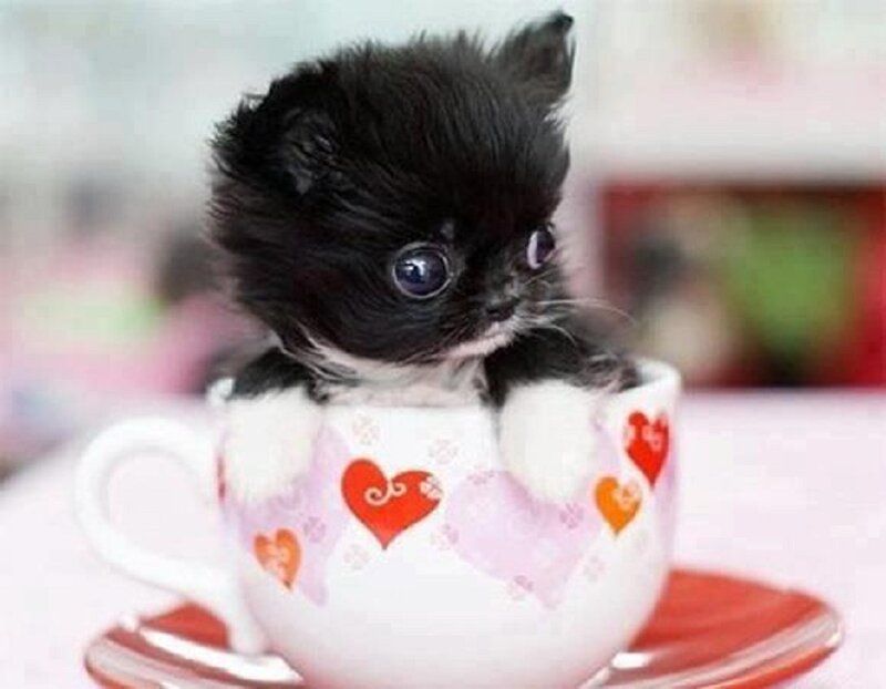 Black and White Kitten — Cute